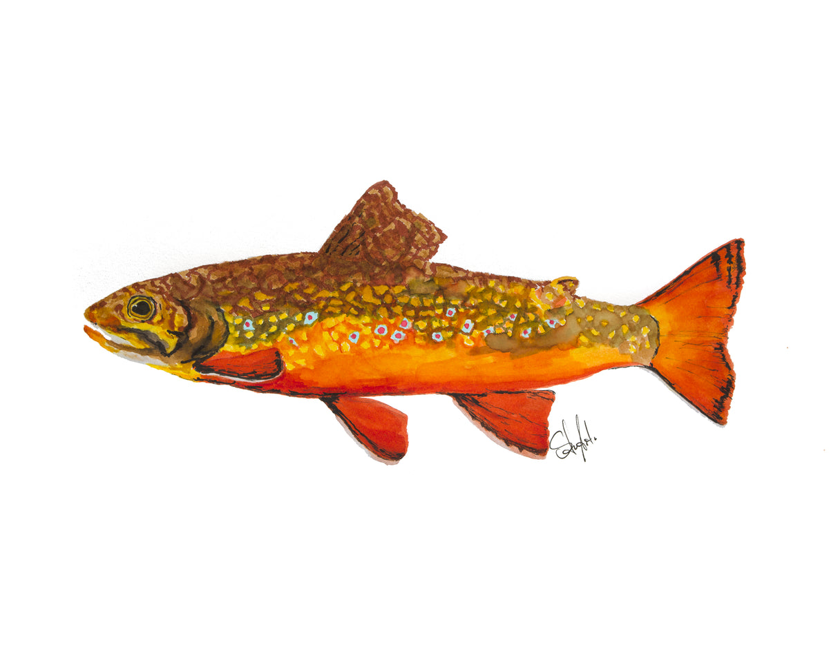 Trout - Rainbow, Brown, Brook, Western Cutthroat & Bull